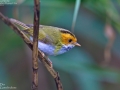 Warbler,Rufous_faced_009