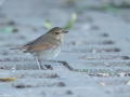 Rufous-tailed Robin