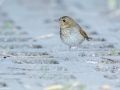 Rufous-tailed Robin