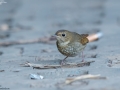 Rufous-tailed Robin