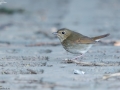 Rufous-tailed Robin