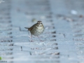 Rufous-tailed Robin