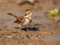 Rustic Bunting