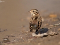 Rustic Bunting