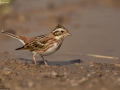 Rustic Bunting