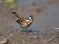 Rustic Bunting