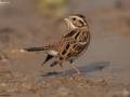 Rustic Bunting