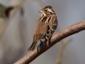 Rustic Bunting