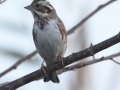Rustic Bunting