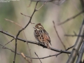 Rustic Bunting