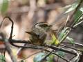 Rusty-capped Fulvetta