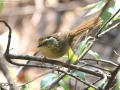 Rusty-capped Fulvetta