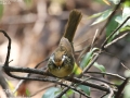 Rusty-capped Fulvetta