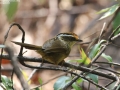 Rusty-capped Fulvetta
