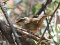 Rusty-capped Fulvetta