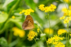Damora sagana - Male