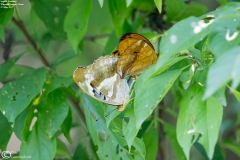 Damora sagana