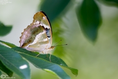 Damora sagana - Female