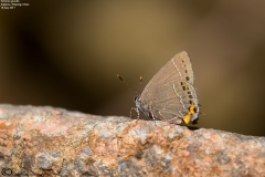 Satyrium grandis