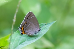 Satyrium grandis