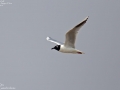 Saunder's Gull