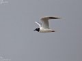 Saunder's Gull