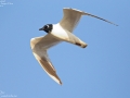 Saunder's Gull
