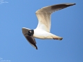 Saunder's Gull