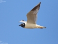 Saunder's Gull