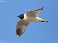 Saunder's Gull