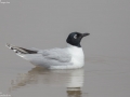 Saunder's Gull