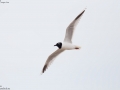 Saunder's Gull