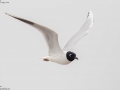 Saunder's Gull