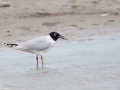 Saunder's Gull