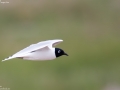 Saunder's Gull