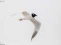 Saunder's Gull