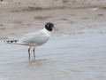 Saunder's Gull
