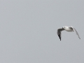 Saunder's Gull - Nonbreeding