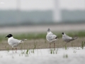 Saunder's Gull
