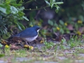 Siberian Blue Robin