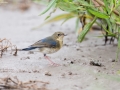 Siberian Blue Robin