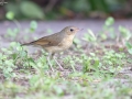 Siberian Blue Robin