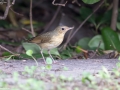 Siberian Blue Robin