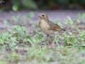 Siberian Blue Robin