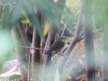 Siberian Blue Robin