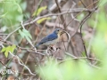 Siberian Blue Robin