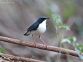 Siberian Blue Robin