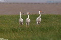 Siberian Crane