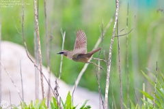 Siberian Rubythroat