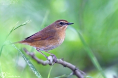 Siberian Rubythroat